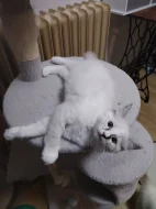 Ragdoll s PP