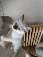 Ragdoll s PP