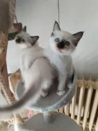 Ragdoll s PP