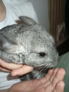 Dvě samičky
