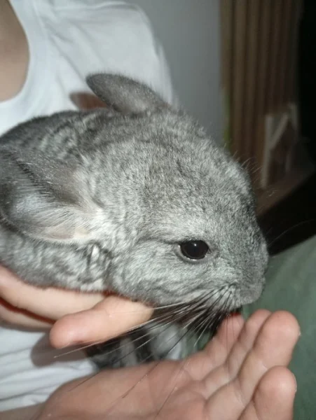 Dvě samičky