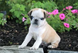 Štěňata mopsů k adopci