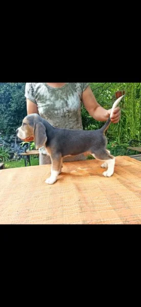 Beagle pejsek