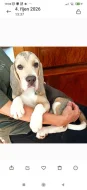 Beagle pejsek