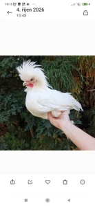 Zdrobnělé holanďanky bílé