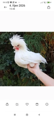 Zdrobnělé holanďanky bílé