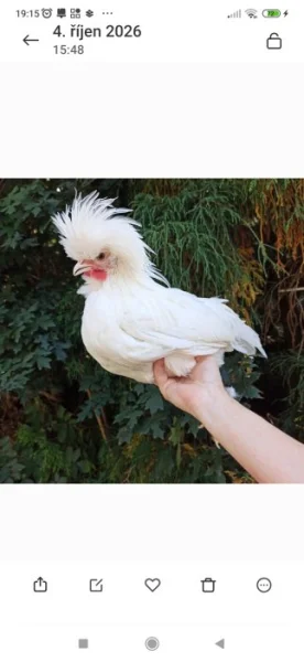 Zdrobnělé holanďanky bílé