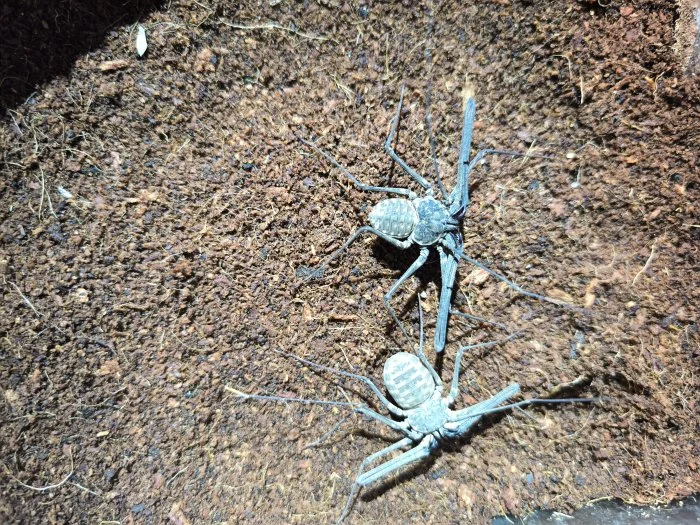 Euphrynichus bacillifer