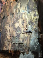 Euphrynichus bacillifer