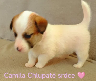 Jack Russell Terier