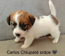 Jack Russell Terier