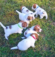 Jack Russell Terier