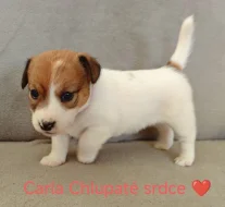 Jack Russell Terier