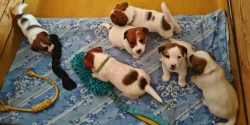 Jack Russell Terier