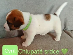 Jack Russell Terier