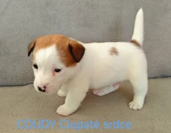 Jack Russell Terier