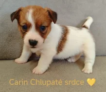 Jack Russell Terier