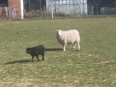 Quessanské jehňátka