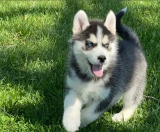 Sibiřský husky s FCI PP
