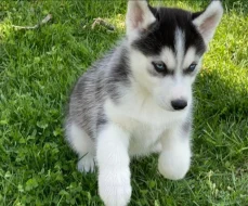 Sibiřský husky s FCI PP