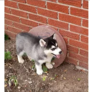 Sibiřský husky s FCI PP