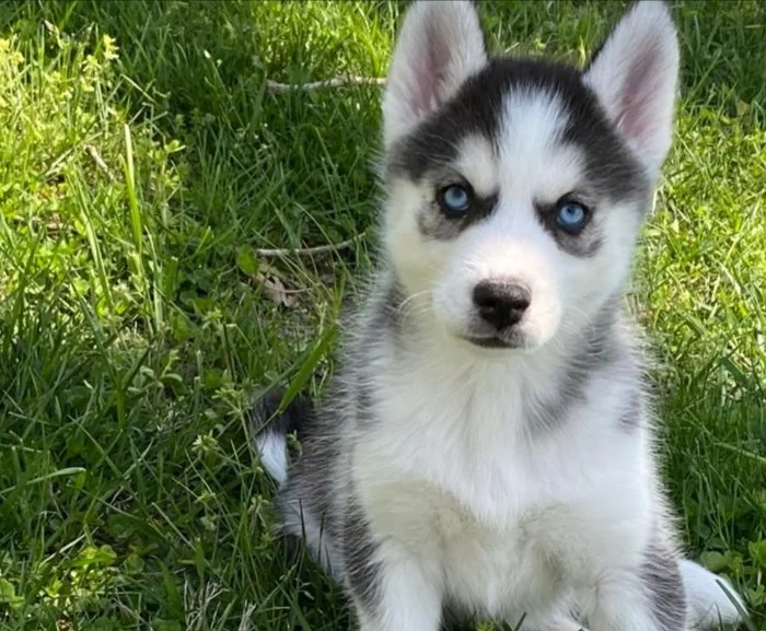 Sibiřský husky s FCI PP