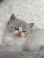 Ragdoll koťátka s PP
