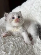 Ragdoll koťátka s PP
