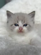 Ragdoll koťátka s PP