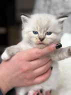 Ragdoll koťátka s PP