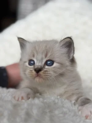 Ragdoll koťátka s PP