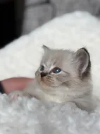 Ragdoll koťátka s PP