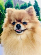 Prodej trpasličí špic Pomeranian Fenka