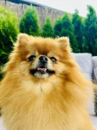 Prodej trpasličí špic Pomeranian Fenka