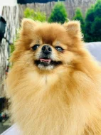 Prodej trpasličí špic Pomeranian Fenka