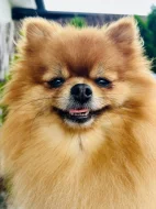 Prodej trpasličí špic Pomeranian Fenka