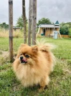 Prodej trpasličí špic Pomeranian Fenka