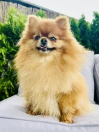 Prodej trpasličí špic Pomeranian Fenka