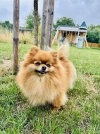 Prodej trpasličí špic Pomeranian Fenka