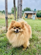 Prodej trpasličí špic Pomeranian Fenka