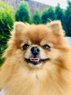 Prodej trpasličí špic Pomeranian Fenka