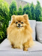 Prodej trpasličí špic Pomeranian Fenka