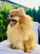Prodej trpasličí špic Pomeranian Fenka