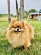 Prodej trpasličí špic Pomeranian Fenka