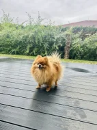 Prodej trpasličí špic Pomeranian Fenka
