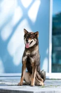 Nabízím ke krytí chovného psa Shikoku