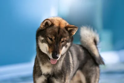 Nabízím ke krytí chovného psa Shikoku
