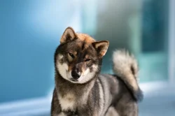 Nabízím ke krytí chovného psa Shikoku