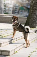 Nabízím ke krytí chovného psa Shikoku