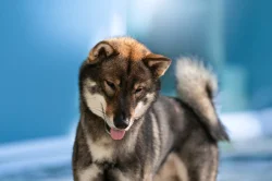 Nabízím ke krytí chovného psa Shikoku